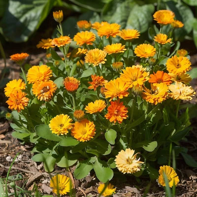 Calendula Pacific Beauty Seeds for Planting, Bright Blooms, Medicinal, Non-GMO Heirloom seeds for planting in home garden – heirloom, non-GMO variety