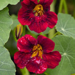 Black Velvet Nasturtium Seeds for Planting Heirloom Non-GMO , Edible Flowers and Leaves seeds for planting in home garden – heirloom, non-GMO variety
