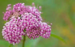 Swamp Milkweed Seeds for Planting, Asclepias Incarnata, Rose Milkweed, Easy Grow, FREE SHIP â€“ Heirloom, Non-GMO seeds for planting in home garden â€“ heirloom, non-GMO variety