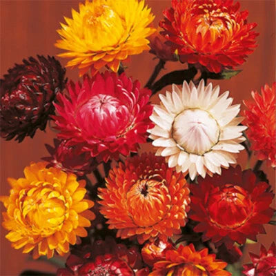 Tom Thumb Mix Strawflower Seeds for Planting Flower Seeds for Planting – Heirloom, Non-GMO seeds for planting in home garden – heirloom, non-GMO variety