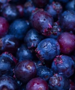 Azure Huckleberry Seeds for Planting , or Flower, Flower Seeds for Planting, Non GMO â€“ Heirloom, Non-GMO seeds for planting in home garden â€“ heirloom, non-GMO variety