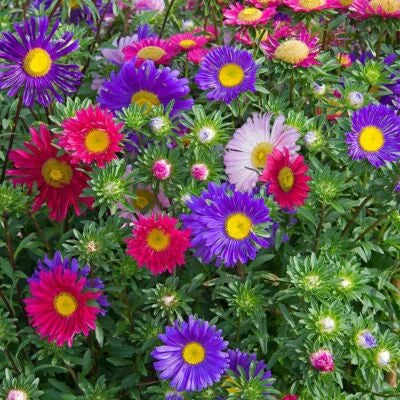 Single Mix China Aster Seeds for Planting, Beautiful Daisy Like Heirloom, Non-GMO seeds for planting in home garden – heirloom, non-GMO variety