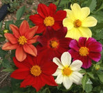Dahlia MIXED COLORS DWARF - Cut Flower Garden Annual USA Non-GMO â€“ Heirloom seeds for planting in home garden â€“ heirloom, non-GMO variety