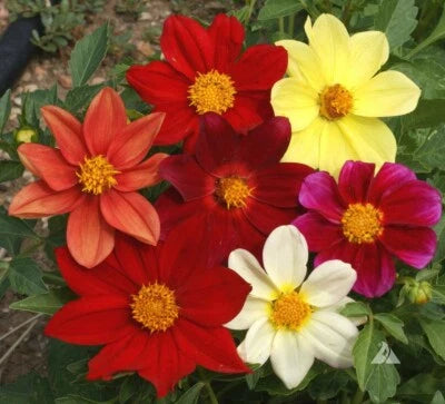 Dahlia MIXED COLORS DWARF - Cut Flower Garden Annual USA Non-GMO â€“ Heirloom seeds for planting in home garden â€“ heirloom, non-GMO variety