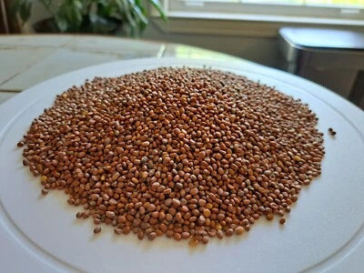 Daikon Radish (Raphanus longipinnatus) - Deep-Root Cover Crop Seeds for Planting - ½ pound – Heirloom, Non-GMO seeds for planting in home garden – heirloom, non-GMO variety