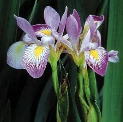 Iris Aquatic Flag Virginica Southern Perennial Blue Showy Flower Garden – Heirloom, Non-GMO seeds for planting in home garden – heirloom, non-GMO variety