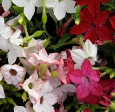 Tobacco SENSATION Mix (Jasmine) Fragrant Flowers Nicotiana USA NonGMO â€“ Heirloom, Non-GMO seeds for planting in home garden â€“ heirloom, non-GMO variety