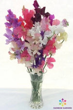Winter Romance Sweet Pea Seeds for Planting for Garden Planting - USA - – Heirloom, Non-GMO, Fragrant, Climbing Annual seeds for planting in home garden – heirloom, non-GMO variety