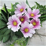 Cosmos DAYDREAM PastelPink Flowers Tall NEW Hybrid Non-GMO â€“ Heirloom seeds for planting in home garden â€“ heirloom, non-GMO variety