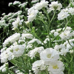 Baby's Breath SNOWFLAKE PERENNIAL Native Heirloom Cut Flowers Non-GMO seeds for planting in home garden – heirloom, non-GMO variety