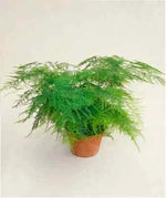 of Bridal bouquet Fern Asparagus FERN - Pk – Heirloom, Non-GMO seeds for planting in home garden – heirloom, non-GMO variety