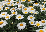 mg Shasta Alaska Daisy Seeds for Planting - NON-GMO - – Heirloom seeds for planting in home garden – heirloom, non-GMO variety