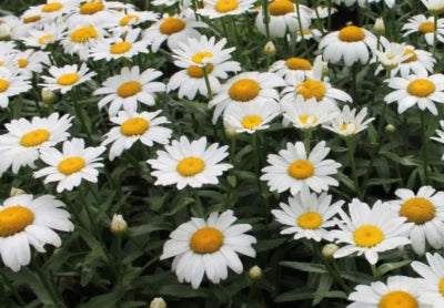 mg Shasta Alaska Daisy Seeds for Planting - NON-GMO - – Heirloom seeds for planting in home garden – heirloom, non-GMO variety