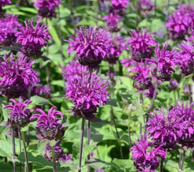 Bee Balm PURPLE BERGAMOT Monarda media Perennial Attracts Bees Non-GMO â€“ Heirloom seeds for planting in home garden â€“ heirloom, non-GMO variety