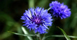 Tall Blue Cornflower, Bachelor Button, Wildflower, Young Love Heirloom, Non-GMO seeds for planting in home garden – heirloom, non-GMO variety