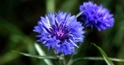 Tall Blue Cornflower, Bachelor Button, Wildflower, Young Love Heirloom, Non-GMO seeds for planting in home garden – heirloom, non-GMO variety