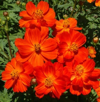 Cosmos DWARF RED - Tall Blooms all Season Butterflies Bees Non-GMO – Heirloom seeds for planting in home garden – heirloom, non-GMO variety