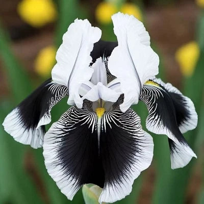 Black & White Iris Seeds for Planting Rare Striking Bicolor Perennial Flower for Zones - – Heirloom, Non-GMO seeds for planting in home garden – heirloom, non-GMO variety