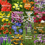 Bulk Wildflower Seed Mix ,, All Perennial, Covers SQFT – Heirloom, Non-GMO seeds for planting in home garden – heirloom, non-GMO variety