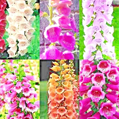 FOXGLOVE MIX SEEDS PERENNIAL FLOWERS EXCELSIOR HUMMINGBIRDS – Heirloom, Non-GMO seeds for planting in home garden – heirloom, non-GMO variety