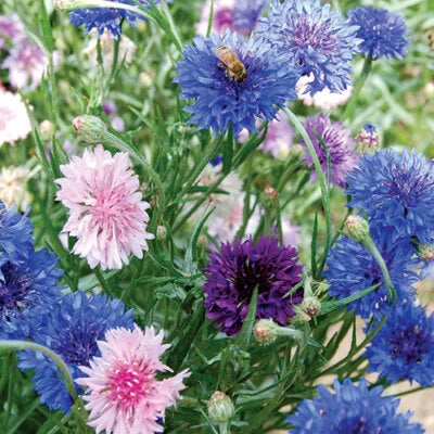 Bachelor Button Cornflower Mixed Seeds for Planting NON-GMO Heirloom Fresh Garden Seeds for Planting seeds for planting in home garden – heirloom, non-GMO variety