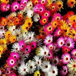 Daisy ICE PLANT LIVINGSTONE Mix Dwarf Groundcover Drought Tolerant â€“ Heirloom, Non-GMO seeds for planting in home garden â€“ heirloom, non-GMO variety
