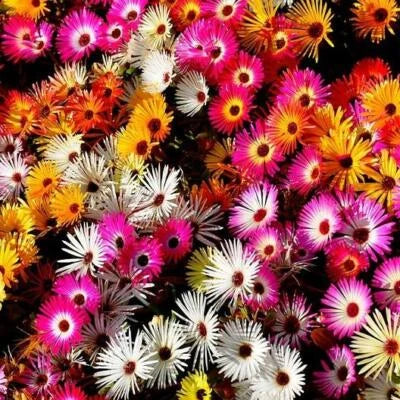 Daisy ICE PLANT LIVINGSTONE Mix Dwarf Groundcover Drought Tolerant â€“ Heirloom, Non-GMO seeds for planting in home garden â€“ heirloom, non-GMO variety