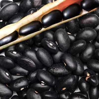 pound Black Bean Seeds for Planting – Heirloom, Non-GMO seeds for planting in home garden – heirloom, non-GMO variety