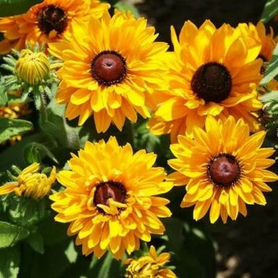 Black Eyed Susan GOLDILOCKS Rudbeckia DOUBLE BLOOMS Rare Non-GMO – Heirloom seeds for planting in home garden – heirloom, non-GMO variety