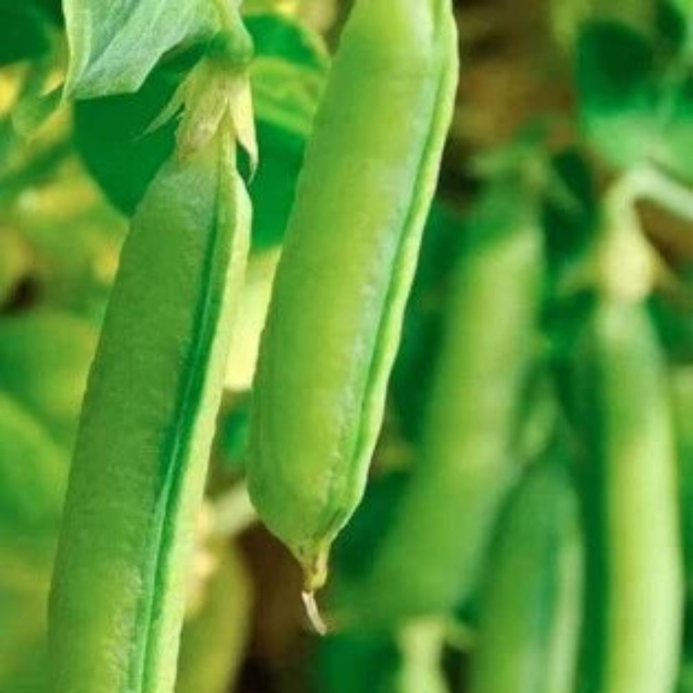 PEA SEED, SUGAR SNAP PEA, HEIRLOOM, ORGANIC, NON GMO, Non-GMO, Fragrant, Climbing Annual seeds for planting in home garden – heirloom, non-GMO variety