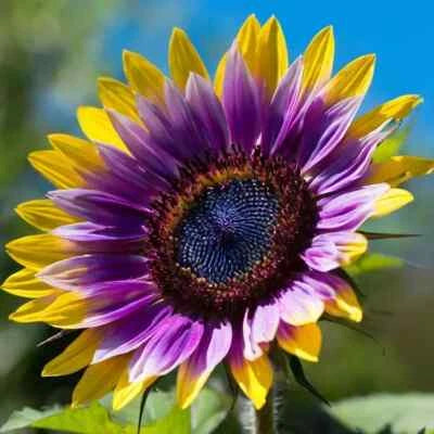 Rare Purple Heart Sunflower Seeds for Planting Unique Blooms for a Stunning Garden – Heirloom, Non-GMO seeds for planting in home garden – heirloom, non-GMO variety