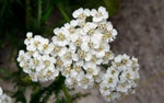 Yarrow Seeds for Planting - Perennial White Flower Heirloom Wildflower Medicinal Herb, Non-GMO seeds for planting in home garden – heirloom, non-GMO variety