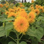 Teddy Bear Sunflower Seeds for Planting, Compact, Dwarf Sungold Sunflower, NON-GMO, FREE SHIP â€“ Heirloom seeds for planting in home garden â€“ heirloom, non-GMO variety