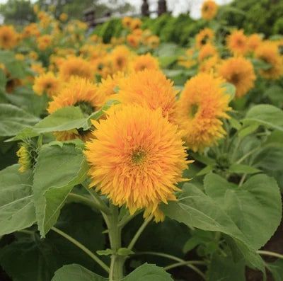 Teddy Bear Sunflower Seeds for Planting, Compact, Dwarf Sungold Sunflower, NON-GMO, FREE SHIP â€“ Heirloom seeds for planting in home garden â€“ heirloom, non-GMO variety