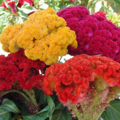Cristata Mix Celosia Seeds for Planting Non-GMO Seed Store – Heirloom seeds for planting in home garden – heirloom, non-GMO variety