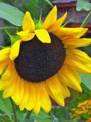 GOLDEN SUNFLOWERS NEWLY HARVESTED, THE CLASSIC SUNFLOWER – Heirloom, Non-GMO seeds for planting in home garden – heirloom, non-GMO variety