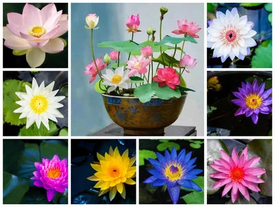 Mix Bonsai Bowl Lotus Seeds for Planting Water Lilys Flower Plant Lotus Seeds for Planting – Heirloom, Non-GMO seeds for planting in home garden – heirloom, non-GMO variety