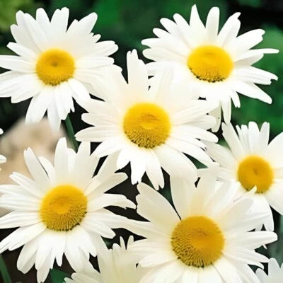 Shasta Daisy Seeds for Planting Non-GMO seeds – Heirloom seeds for planting in home garden – heirloom, non-GMO variety