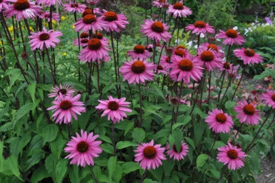Purple Coneflower, Echinacea Purpurea, Butterflies Hummingbirds Bees, FREE SHIP – Heirloom, Non-GMO, Perennial, Pollinator-Friendly seeds for planting in home garden – heirloom, non-GMO variety