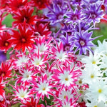 Twinkle Mix Phlox Seeds for Planting Flower Seeds for Planting Seed Store – Heirloom, Non-GMO seeds for planting in home garden – heirloom, non-GMO variety