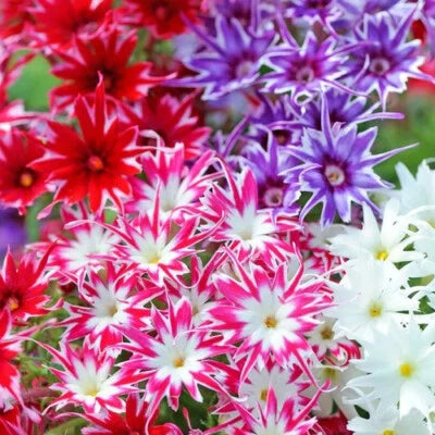 Twinkle Mix Phlox Seeds for Planting Flower Seeds for Planting Seed Store – Heirloom, Non-GMO seeds for planting in home garden – heirloom, non-GMO variety