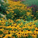 BLACK EYED SUSAN Perennial Rudbeckia Native Wildflower USA Non-GMO â€“ Heirloom seeds for planting in home garden â€“ heirloom, non-GMO variety