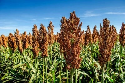 lb Milo Food Plot Seed Wildlife Pasture Seeds for Planting – Heirloom, Non-GMO seeds for planting in home garden – heirloom, non-GMO variety