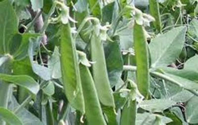 PEA SEED, LINCOLN PEAS, HEIRLOOM, NON GMO, SEEDS, PERFECT PEAS, Non-GMO, Fragrant, Climbing Annual seeds for planting in home garden – heirloom, non-GMO variety