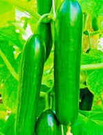 Fresh Harvest Tendergreen Burpless Cucumber Seeds for Planting NonGMO Heirloom Variety, Non-GMO seeds for planting in home garden – heirloom, non-GMO variety