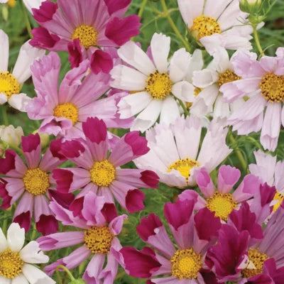 COSMOS SEASHELLS FLOWER SEEDSFree Combined Shipping30 – Heirloom, Non-GMO seeds for planting in home garden – heirloom, non-GMO variety