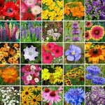 SOUTHEAST Wildflower Mix Species Flower Gardening USA Non-GMO â€“ Heirloom seeds for planting in home garden â€“ heirloom, non-GMO variety