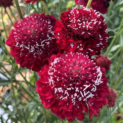 Scabiosa Raspberry Red Pincushion Flower Seeds for Planting for – Heirloom, Non-GMO seeds for planting in home garden – heirloom, non-GMO variety