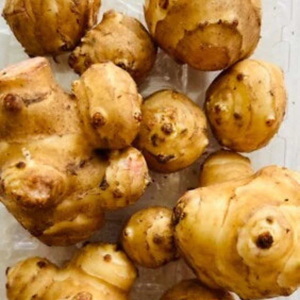 White Mammoth Sunchoke Jerusalem Artichoke - Helianthus tuberosus,Edible – Heirloom, Non-GMO, Edible Flowers and Leaves seeds for planting in home garden – heirloom, non-GMO variety
