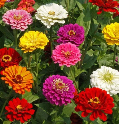 Count California Giant Zinnia Flower Seeds for Planting - Non-GMO - – Heirloom, Easy to Grow, Annual Blooms seeds for planting in home garden – heirloom, non-GMO variety
